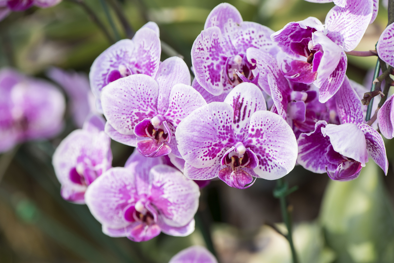 garden design Garden