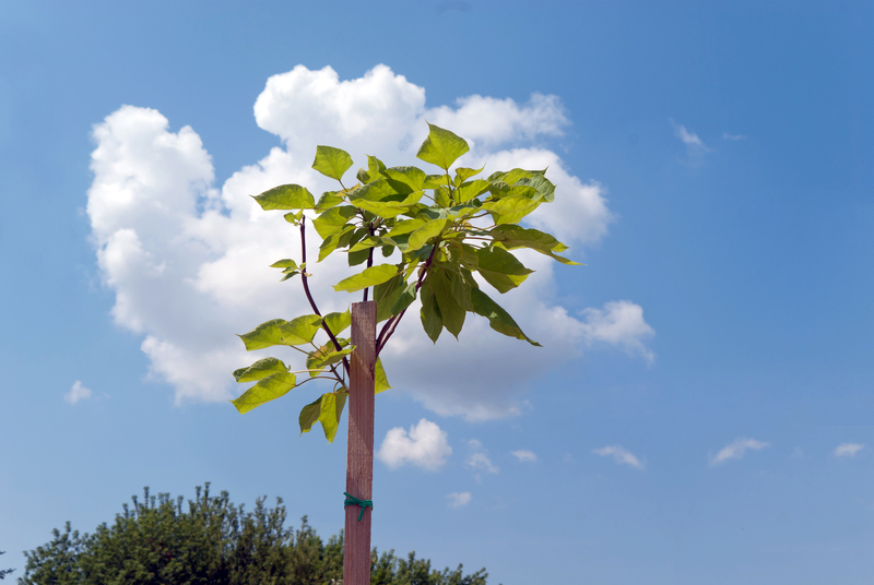 landscape design Garden